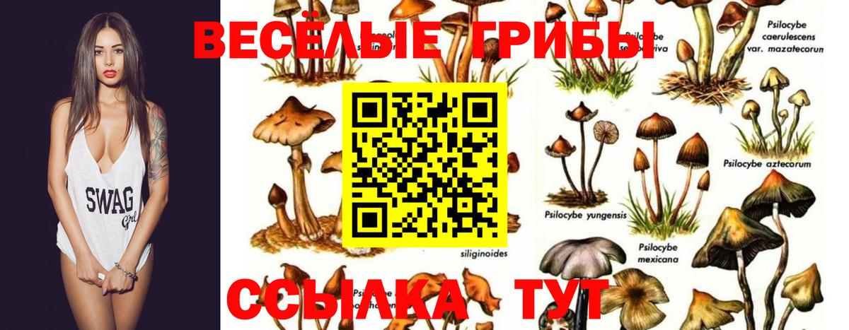 Псилоцибиновые грибы Cubensis  Вход с VPN  Псилоцибиновые грибы мицелий  Краснознаменск 